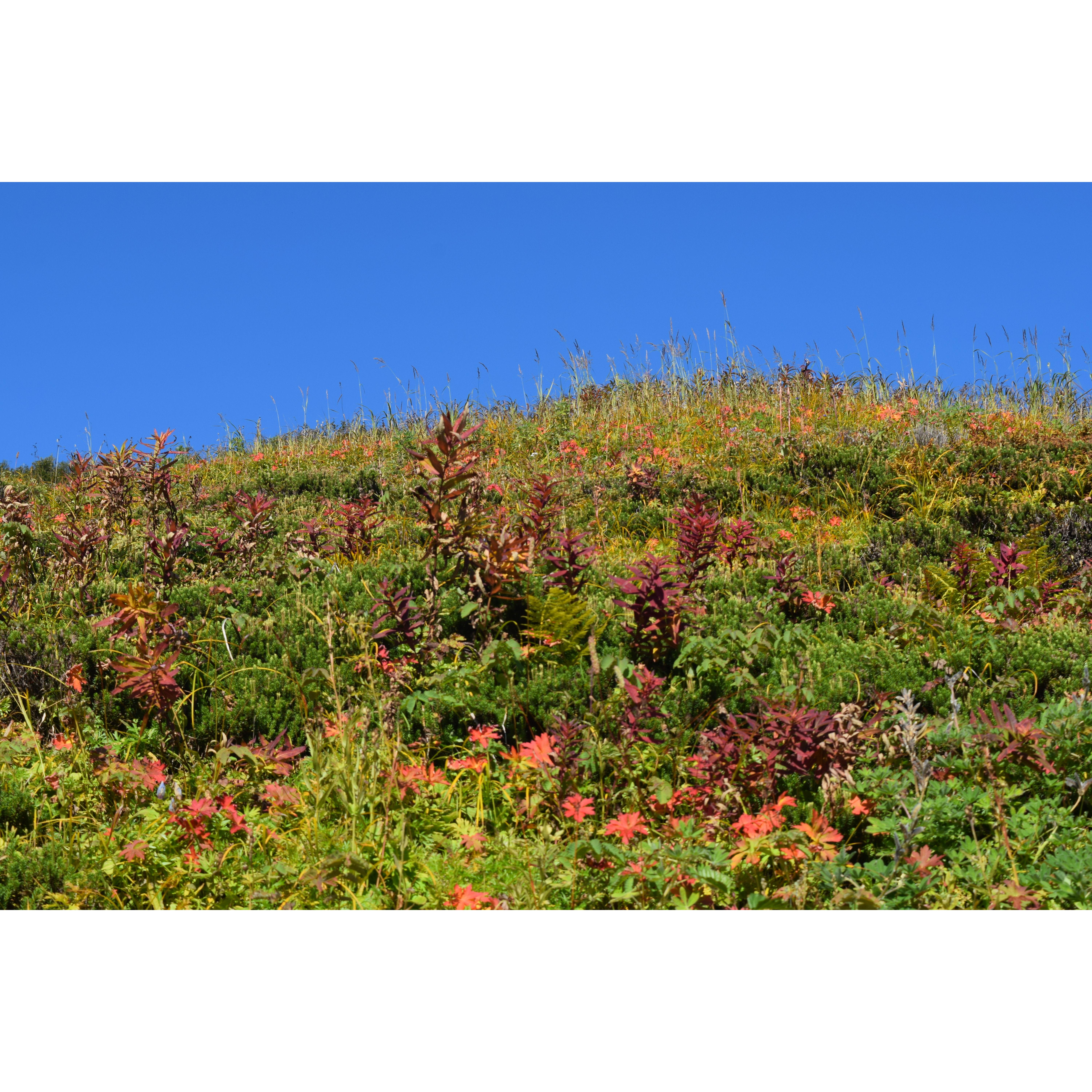 Beautiful weather and colorful small plants.