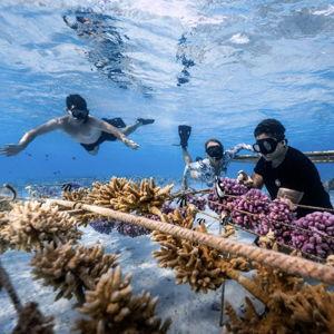 Donation to Coral Gardeners