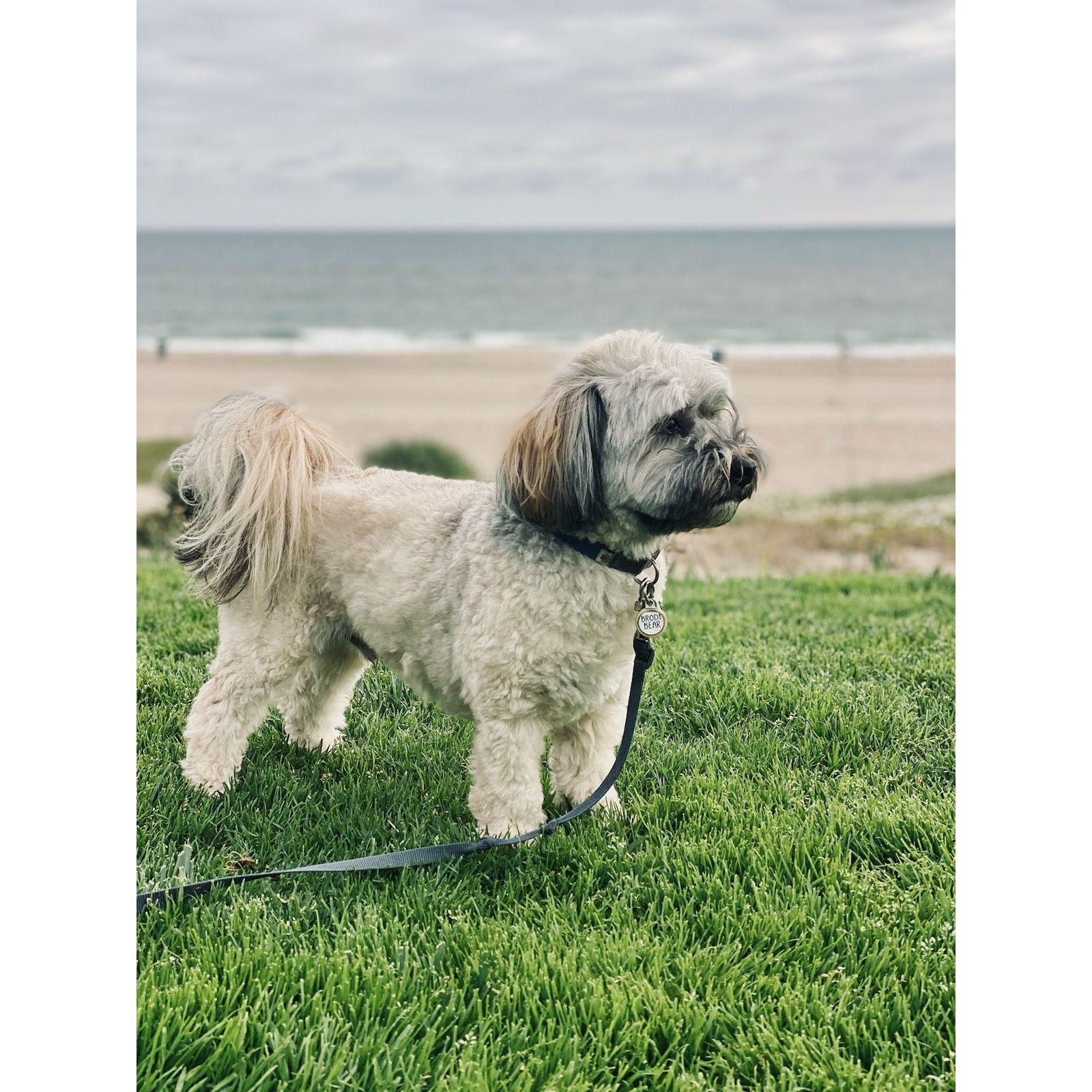 Brody Bear loving life as we travel the world together