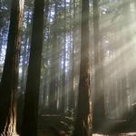 Hiking in Joaquin Miller Park