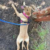 PAWZ Dog Services