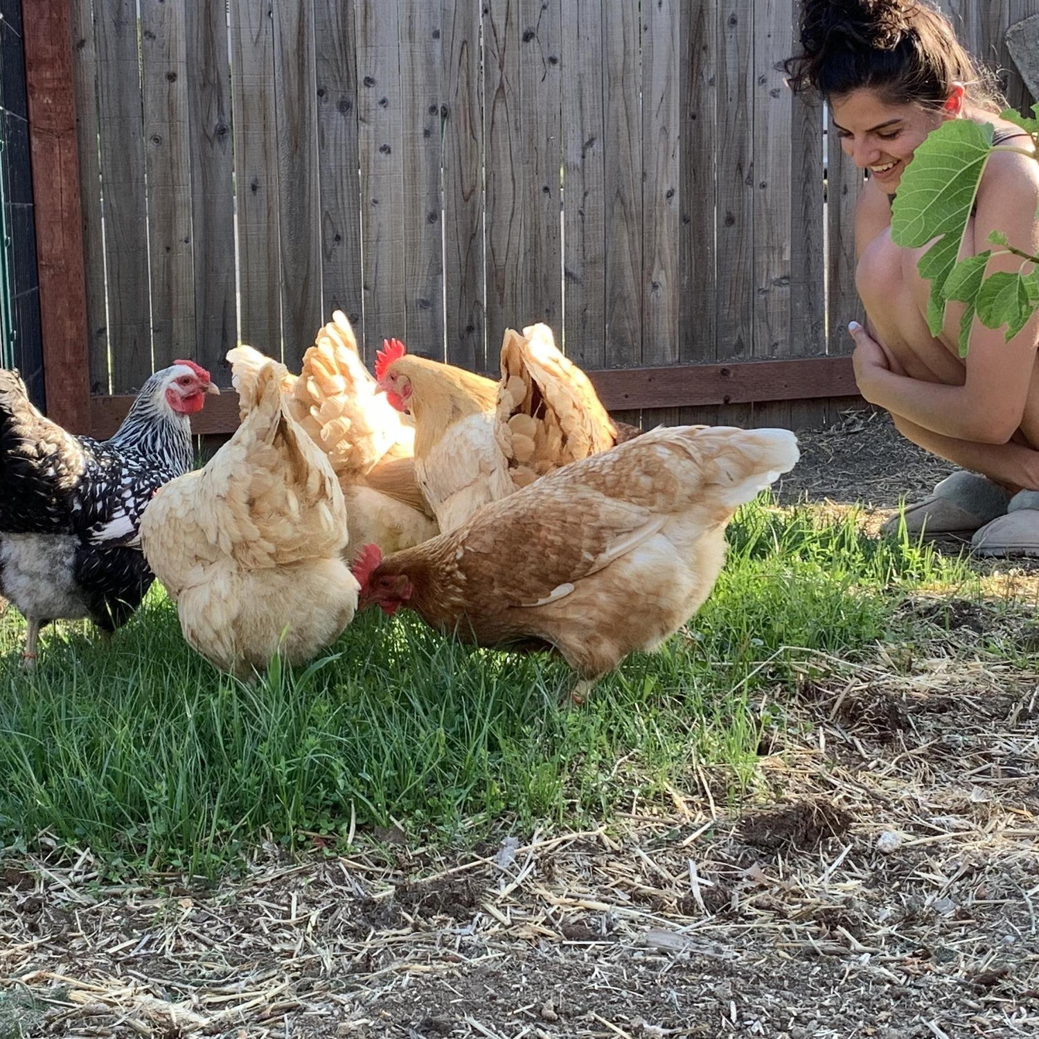 Our Chickens