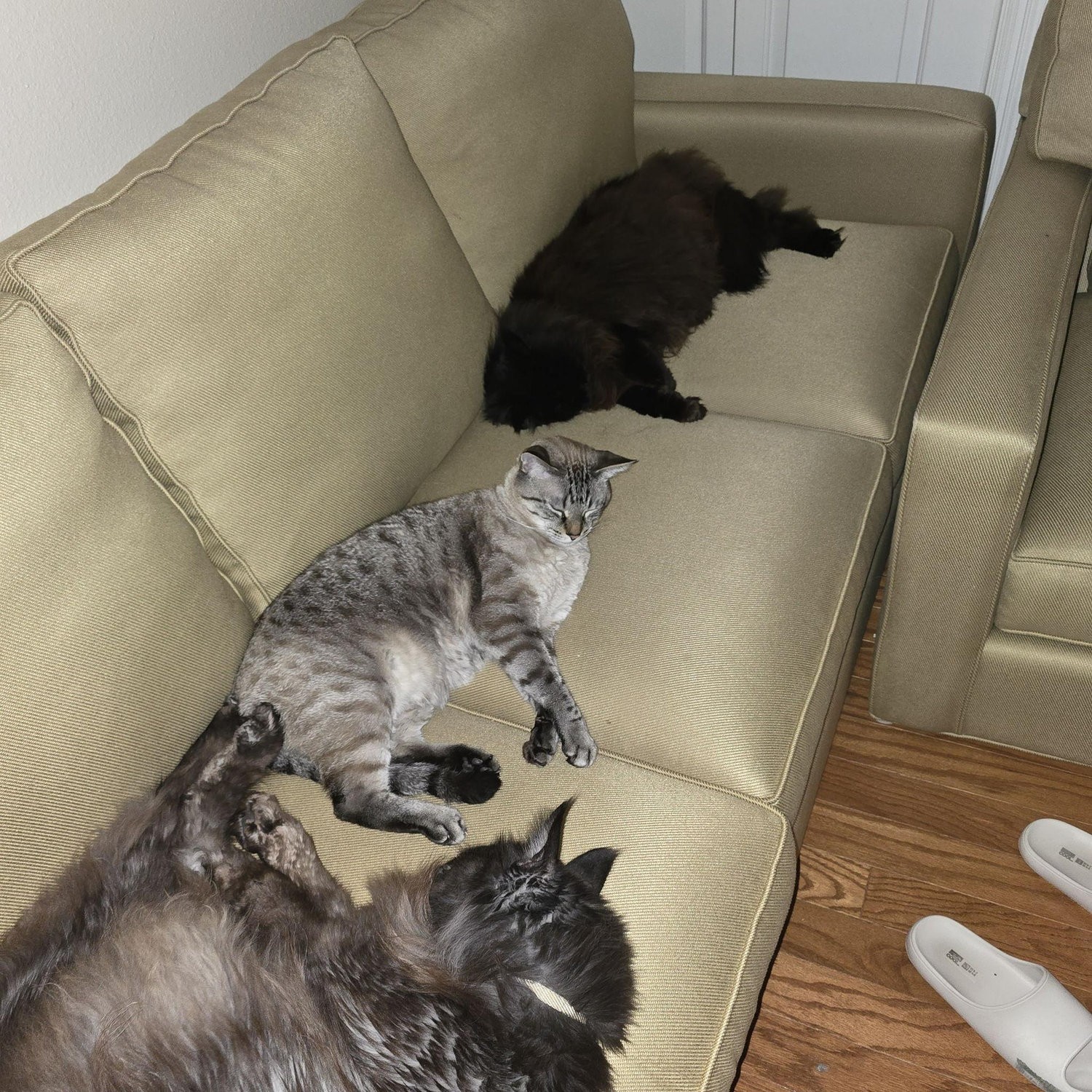 Kitties' first night at the new house.