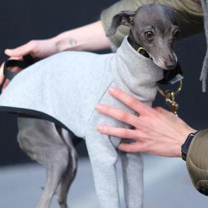Italian Greyhound Fund