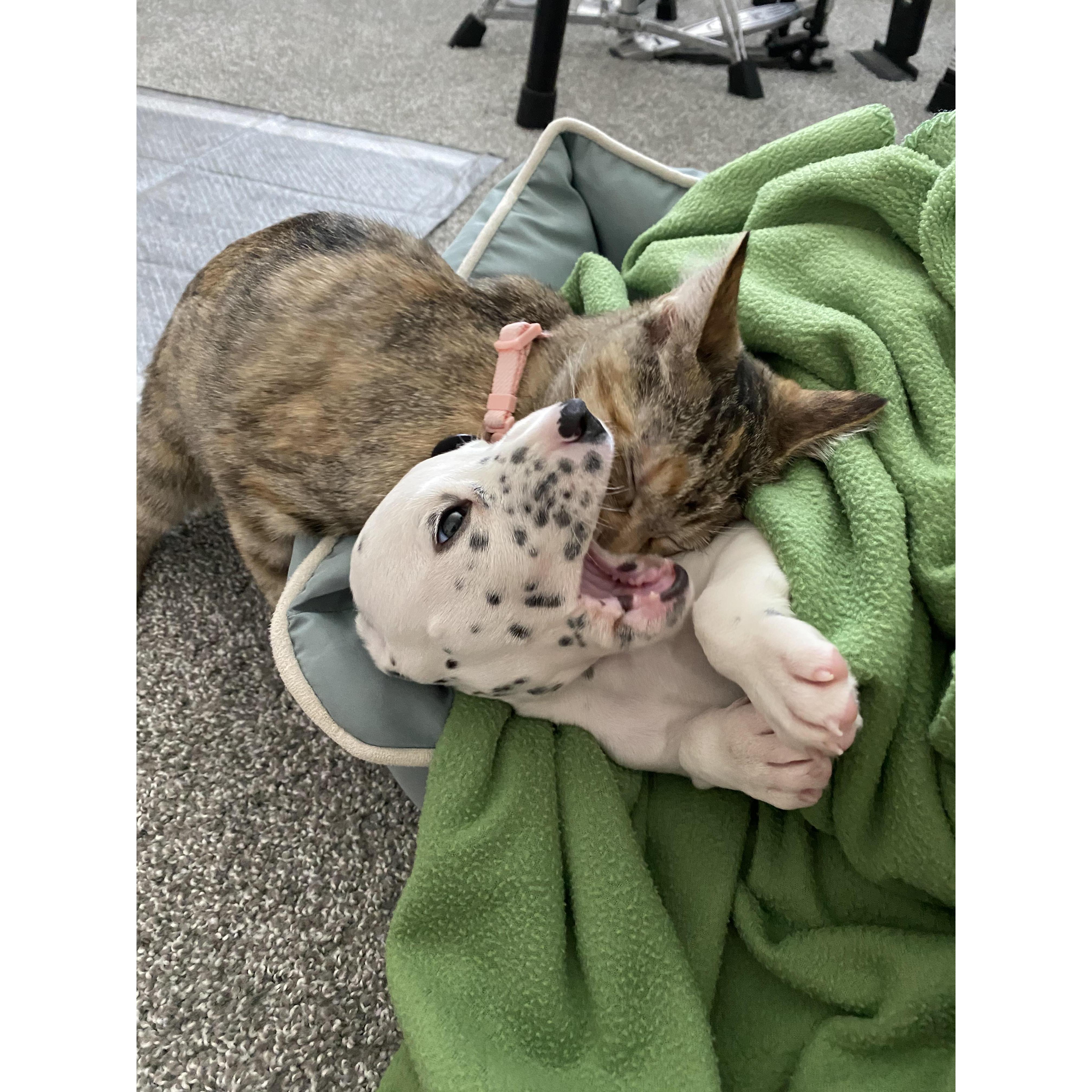 Banjo & Shinx bonding! Our first girls.