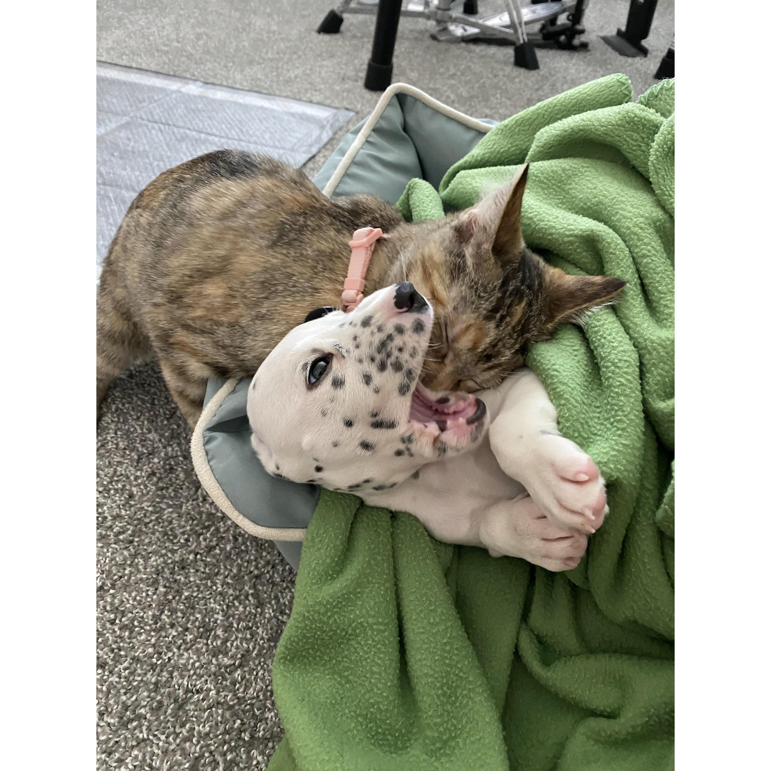 Banjo & Shinx bonding! Our first girls.