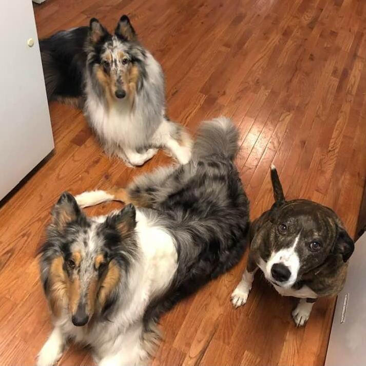 Indigo, Blue & Harlee