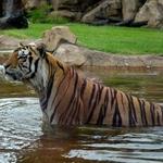 Mike the Tiger's Habitat