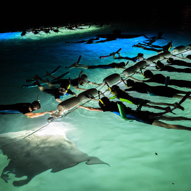 Manta Ray Night Snorkel
