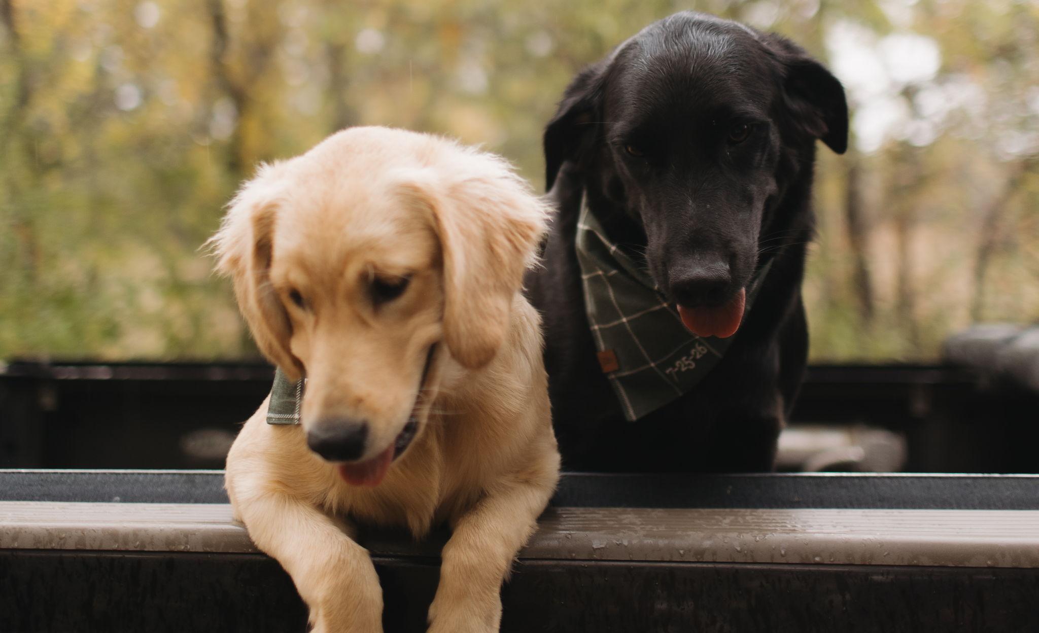 The Wedding Website of Drew Letcher and Katelin Agler