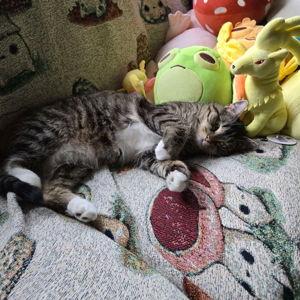 Donate to Fiona's Rescue!