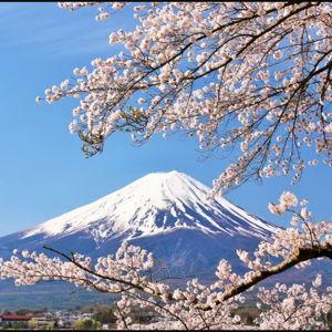 Honeymoon in Japan!