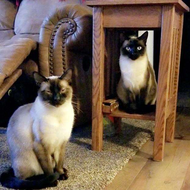 Our two little kitties we adopted! Riddle and Rally <3