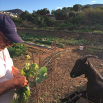 Sifnos Farm Narlis