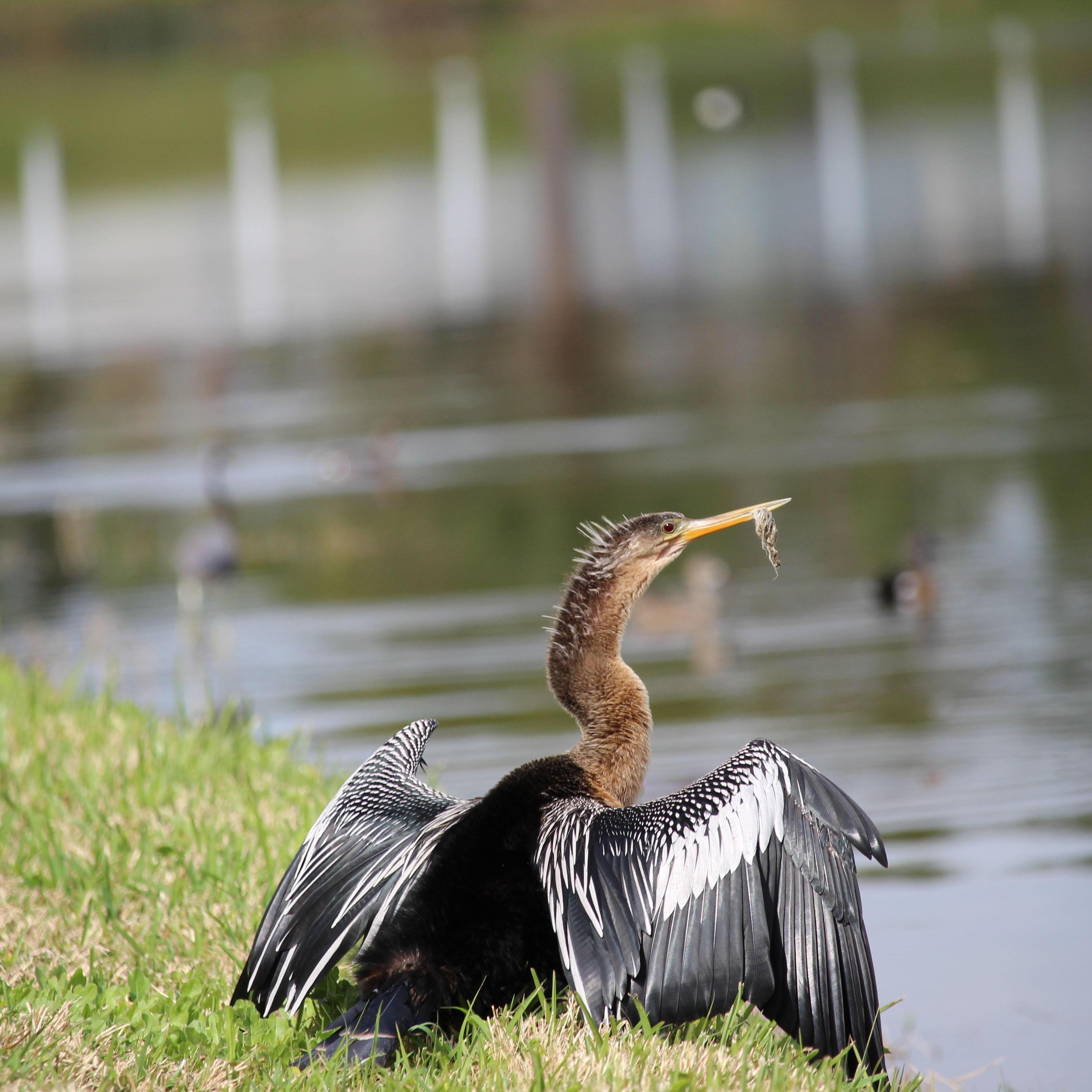 Our Favorite Bird, Anhinga!