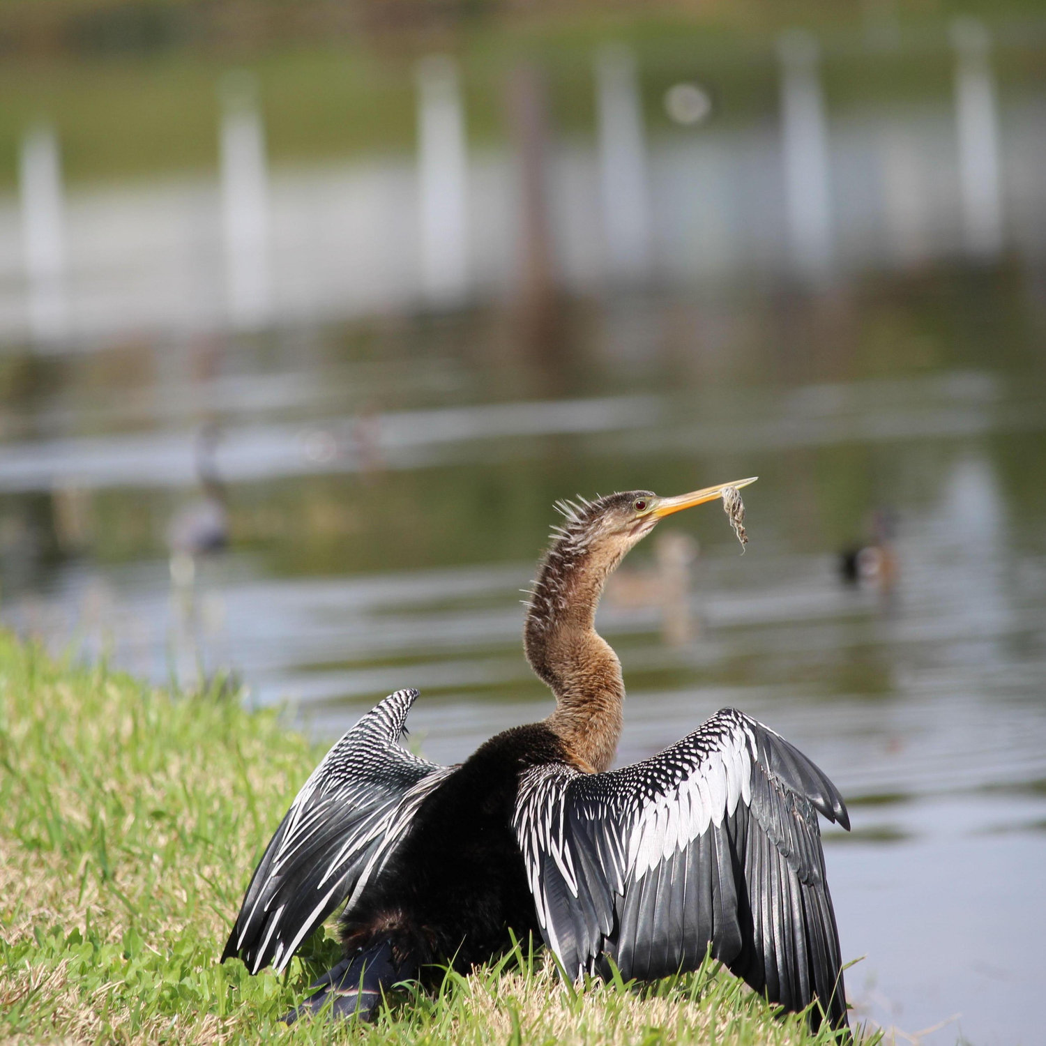 Our Favorite Bird, Anhinga!