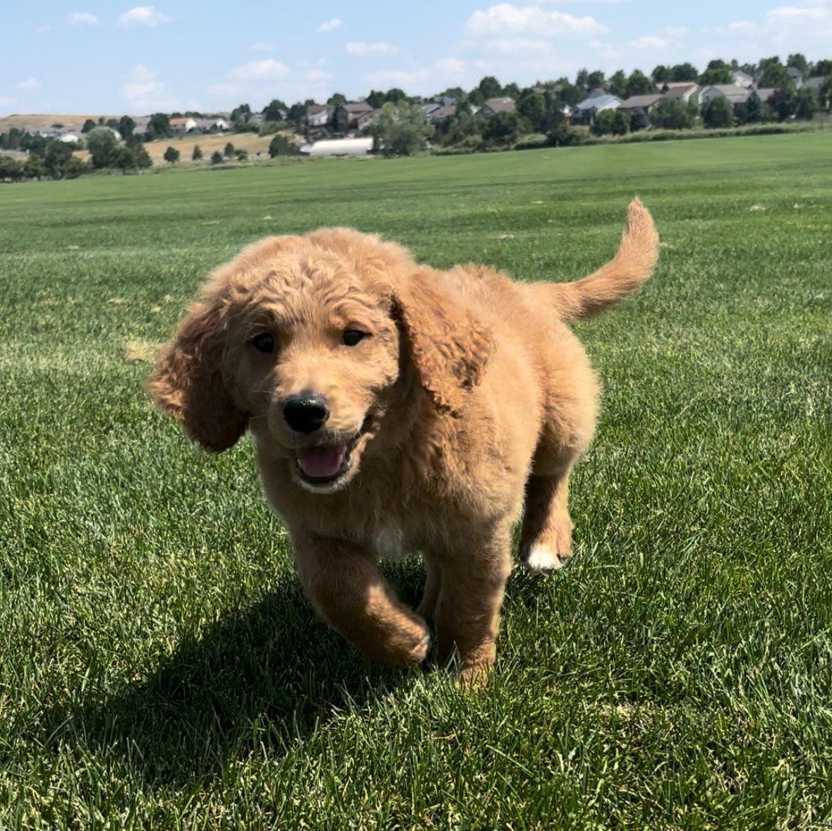 We adopted Dood in July 2024, who brightens our home every day with his goofiness.