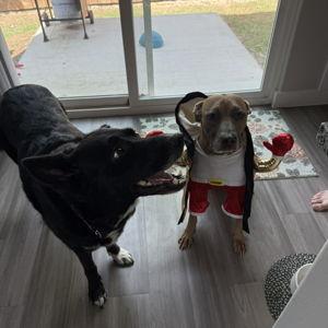 Gifts for the Pups!