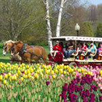 Mackinac Island Carriage Tours