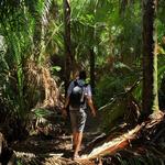Jungle Waterfall Hike