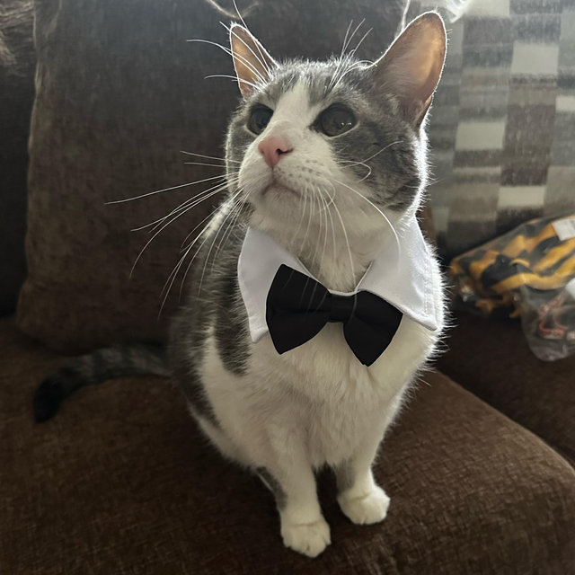 Milo’s Cancer Treatment Fund