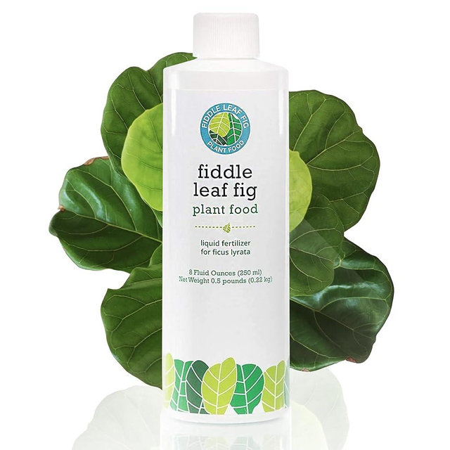 Fiddle Leaf Fig Tree Plant Food for Ficus Lyrata (and Ficus Audrey) - Enriched with Calcium, Urea-Free, and Featuring an NPK Ratio of 3-1-2 to Promote Robust Roots, Stems & Leaves (8 Ounces)