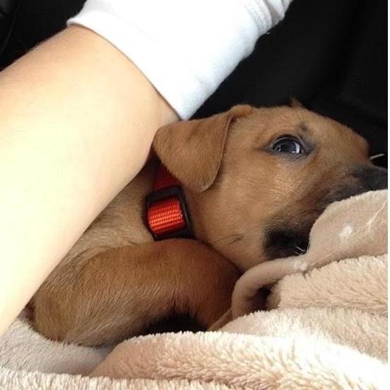 Who doesn't love puppy pictures? First day we got Cooper he could fit in the palm of your hand.