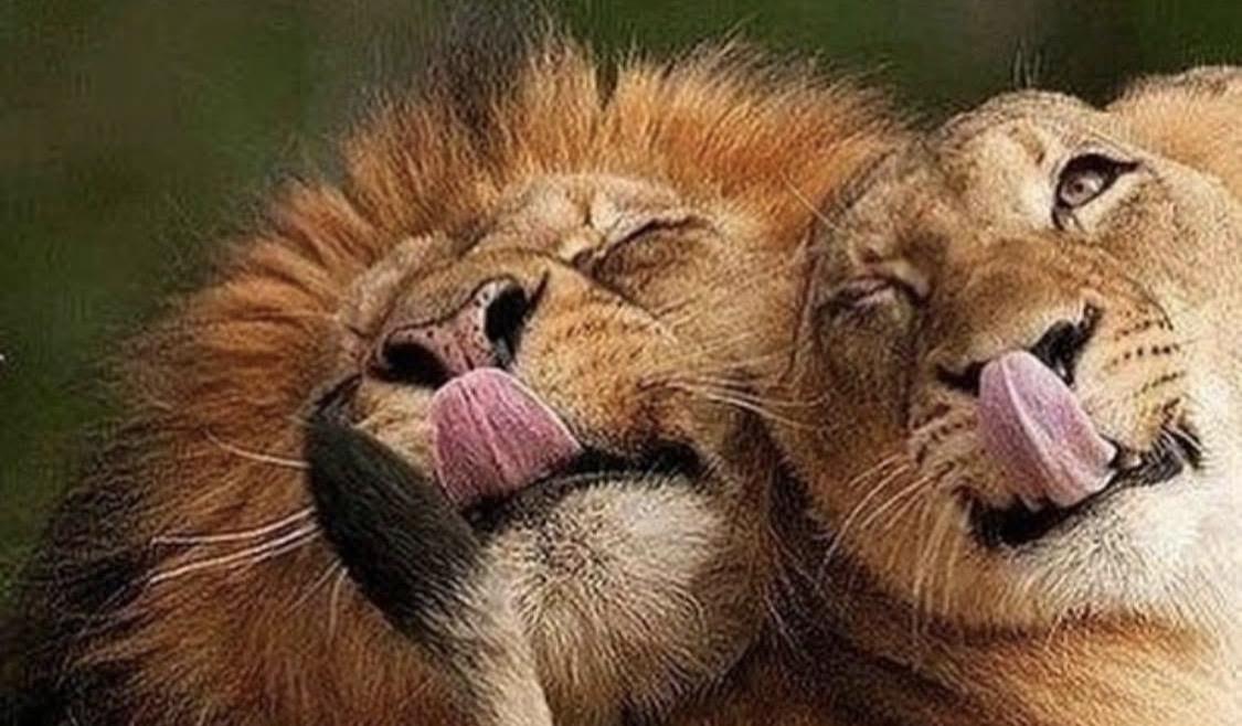 The Wedding Website of Anthony Sylvester Fitzgerald Jr. and Altreisha Allene Sewell