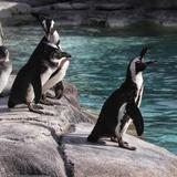 Denver Zoo