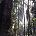 Muir Woods National Monument