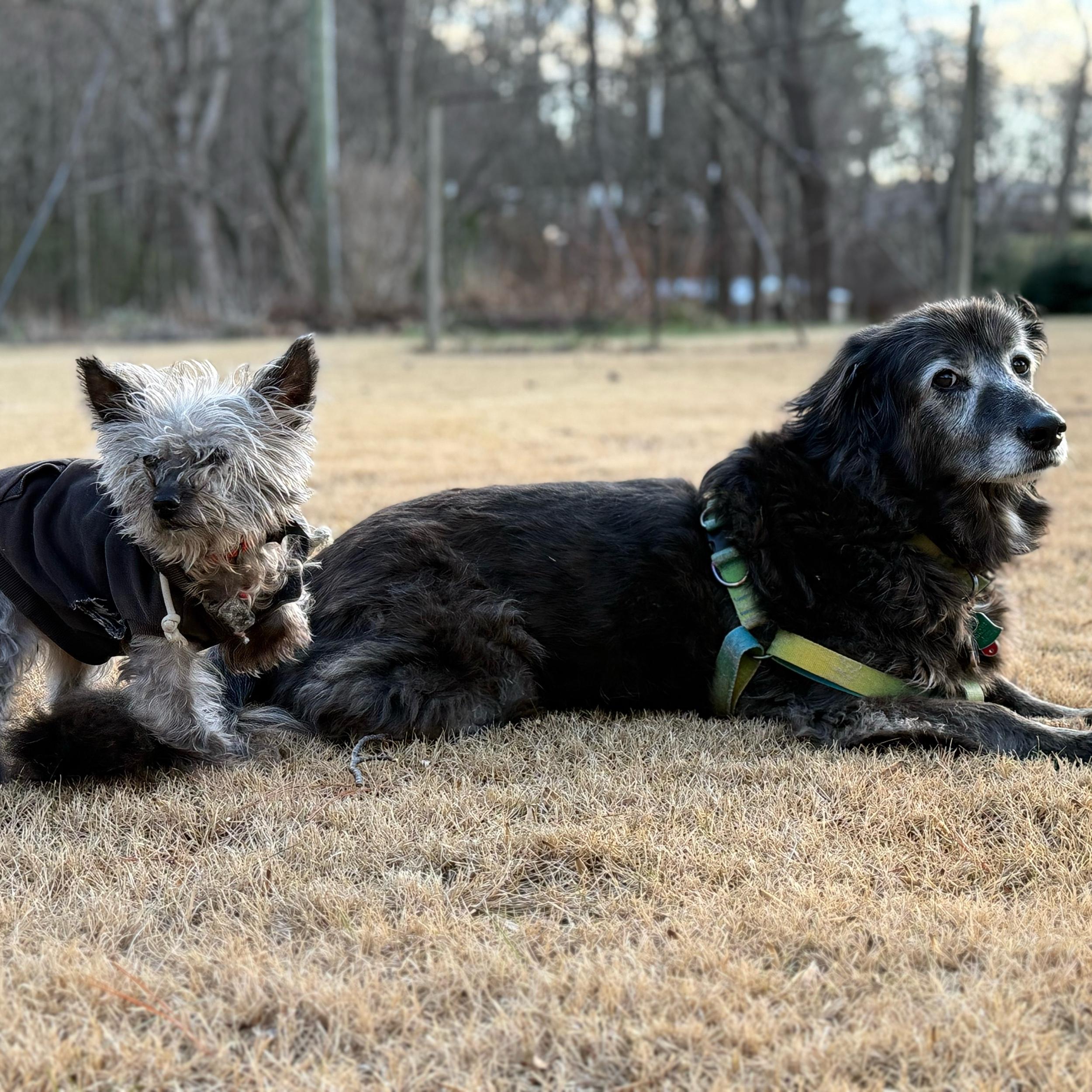 Help us book a pet sitter!
