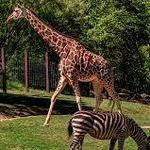 Denver Zoo