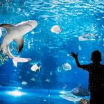 The Dallas World Aquarium