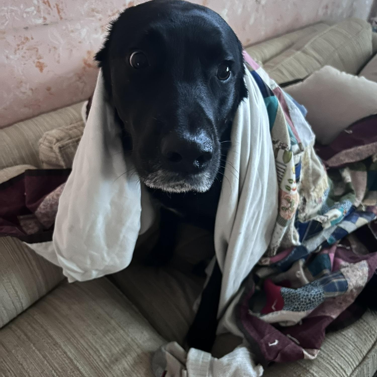 Juniper is a thunderstorm scaredy girl