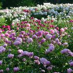 Parks & Gardens