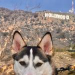 Griffith Observatory