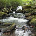 Middle Prong Trail