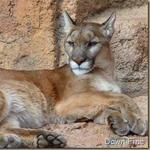 Arizona-Sonora Desert Museum