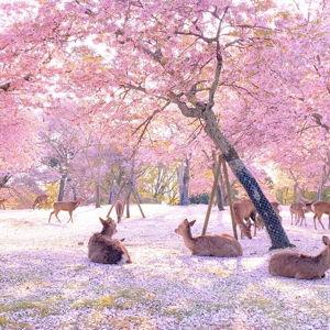 Day trip to Nara Park