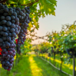 Crane Creek Vineyards