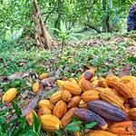 Cocoa Plantation