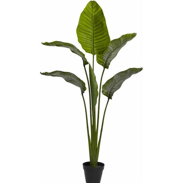 Travellers Palm Tree in Pot