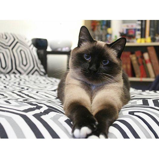 Our first cat, Sulin. Now we are three. (2016)