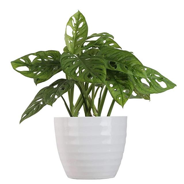 Costa Farms Live Indoor Trending Tropicals Little Swiss Monstera Plant, 12-Inch Tall, White Décor Pot