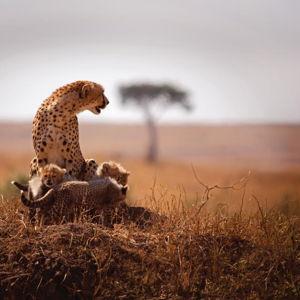 Safari