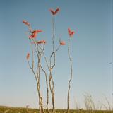 Big Bend National Park