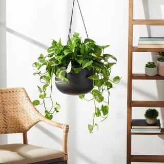 Rancer Planter