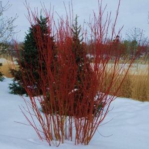 Red Osier Dogwood (Cornus sericea)