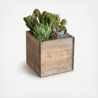 Desktop Wonder Planter with Succulents