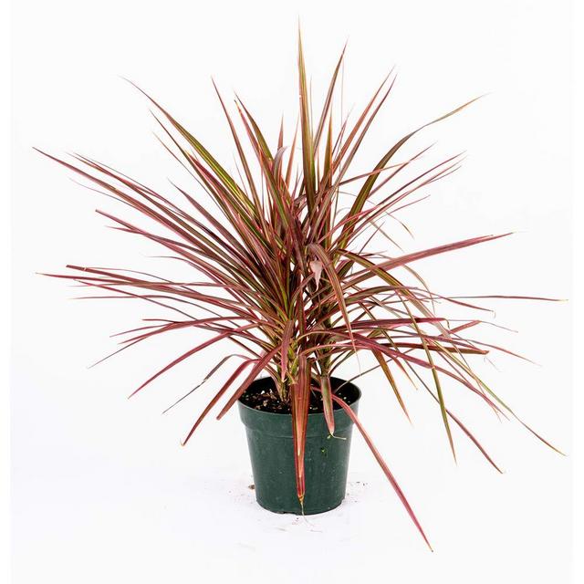 American Plant Exchange Dracaena Marginata Colorama Madagascar Dragon Tree Live Plant, 6" Pot, Indoor/Outdoor Air Purifier